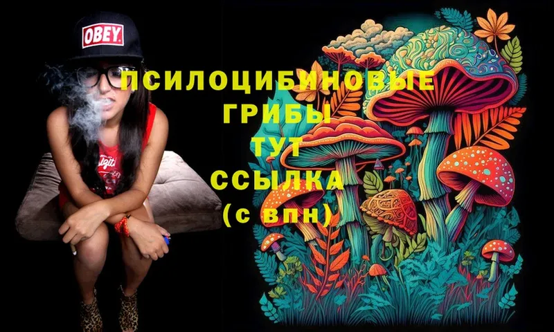 Псилоцибиновые грибы Cubensis  ссылка на мегу сайт  Бодайбо 